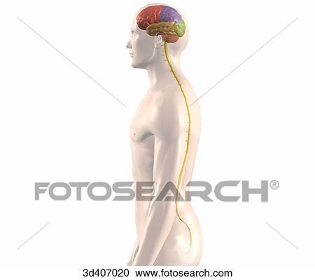 Clipart - Posterolateral view of brain and spinal cord within transparent body.. Fotosearch
