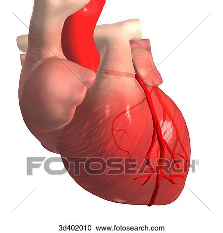 Clipart - Right anterior oblique view of a heart to show anterior and posterior branching of the highlighted left coronary artery.. Fotosearch