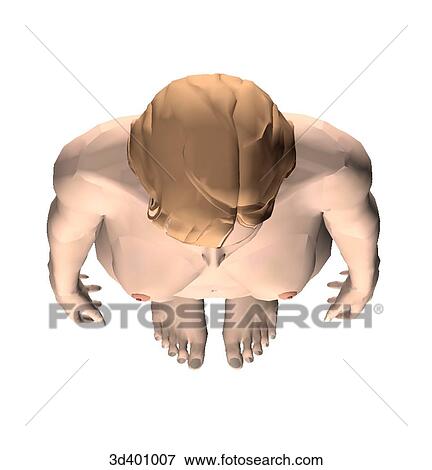 Superior external view of an adult female. View Large Illustration Stock Illustration - Superior external view of an adult female.. Fotosearch