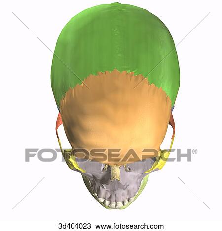 Drawing - Superior view of an adult articulated skull.. Fotosearch