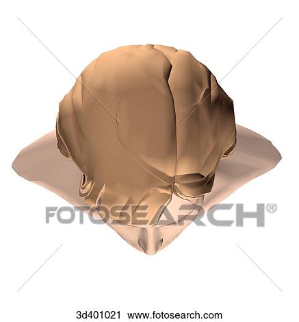 Superior view of an adult female head. View Large Illustration Clip Art - Superior view of an adult female head.. Fotosearch