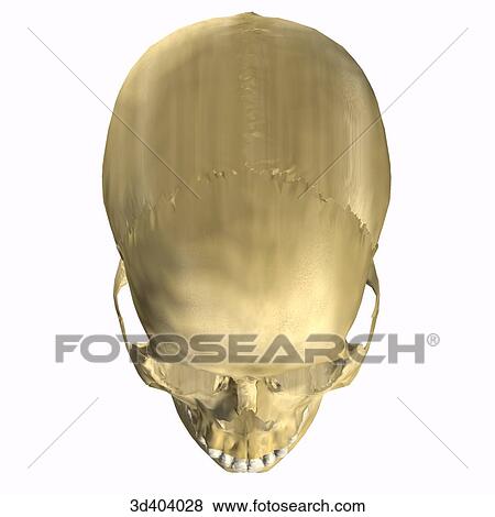 Stock Illustration - Superior view of an adult skull.. Fotosearch