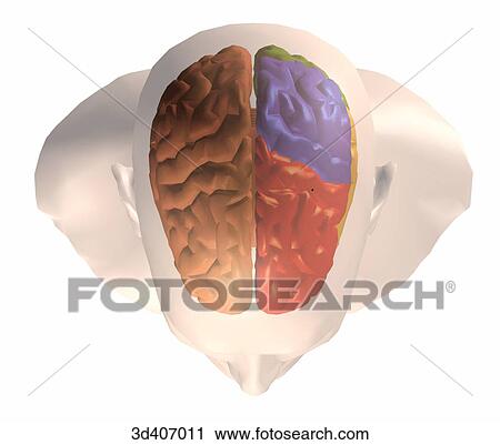 Superior view of brain within a transparent head, cortical areas of left side of brain have been colored. View Large Illustration Clip Art - Superior view of brain within a transparent head, cortical areas of left side of brain have been colored.. Fotosearch