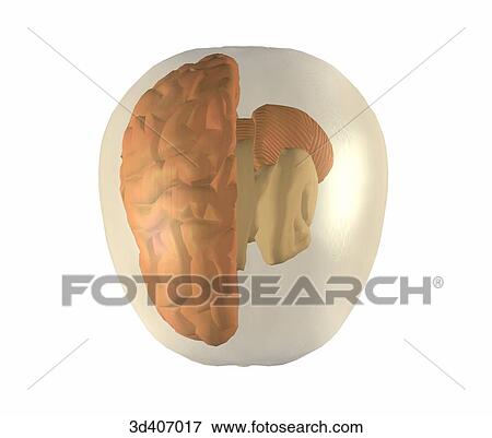 Superior view of brain within a transparent skull, left cerebral lobe has been removed. View Large Illustration Stock Illustration - Superior view of brain within a transparent skull, left cerebral lobe has been removed.. Fotosearch