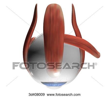 Superior view of eyeball with musculature. View Large Illustration Stock Illustration - Superior view of eyeball with musculature.. Fotosearch