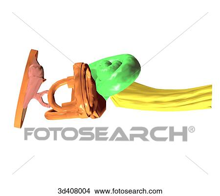Stock Illustration - Superior view of inner ear anatomy.. Fotosearch