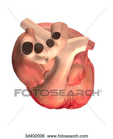 Superior view of the heart showing major vessels. View Large Illustration Stock Illustration - Superior view of the heart showing major vessels.. Fotosearch
