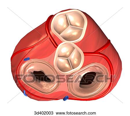 Drawing - Superior view of the heart with atria removed to illustrate appearance of aortic and pulmonary valves during diastole.. Fotosearch