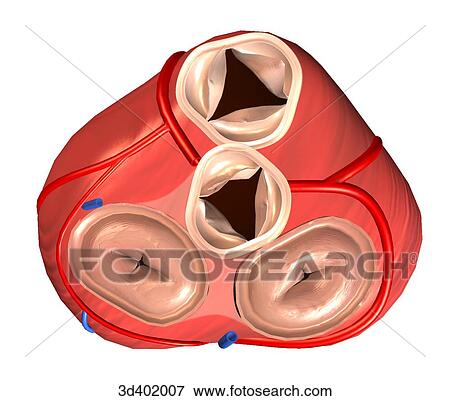 Superior view of the heart with atria removed to illustrate appearance of aortic and pulmonary valves during systole. View Large Illustration Stock Illustration - Superior view of the heart with atria removed to illustrate appearance of aortic and pulmonary valves during systole.. Fotosearch