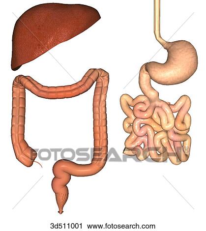 前方の眺め の レバー コロン そして 直腸 そして 胃 食道 そして 小さい 腸 切り離された アウト クリップアート 3d511001 Fotosearch