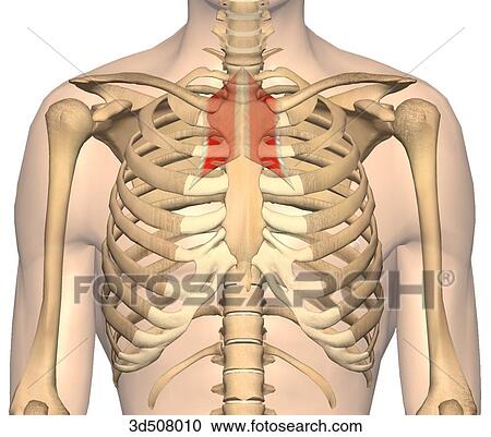 前方の眺め の 胸郭 提示 両方とも 偏菱形 筋肉 そして 彼 それ ら 骨の多い 付属品 上に 両方とも 側 の Body クリップアート 切り張り イラスト 絵画 集 3d Fotosearch
