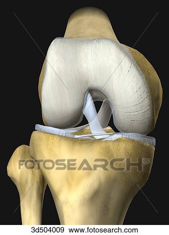 前方の眺め の A 曲げられた 膝 提示 Menisci 靭帯 そして コンディル 修道院次長 へ 膝 Arthroplasty イラスト 3d Fotosearch