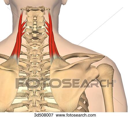 後の視野 の Levator 肩甲骨 筋肉 で 骨の多い Attachments イラスト 3d Fotosearch
