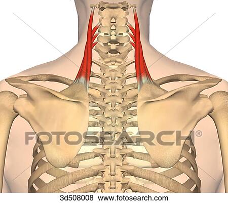 後の視野 の Levator 肩甲骨 筋肉 で 骨の多い Attachments イラスト 3d Fotosearch