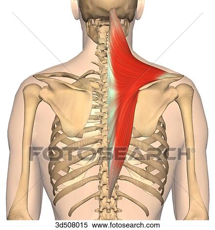 後の視野 の Trapezius 筋肉 で 骨の多い Attachments イラスト 3d Fotosearch