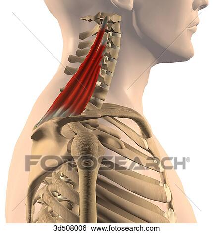 横の視野 の Levator 肩甲骨 筋肉 で 骨の多い Attachments イラスト 3d Fotosearch