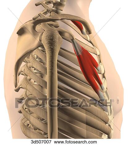 横の視野 の Subclavius そして Pectoralis マイナー 筋肉 そして 彼 それ ら 骨の多い Attachments イラスト 3d Fotosearch