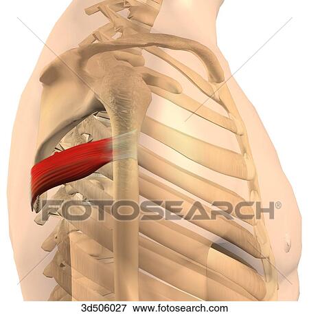 横の視野 の Teres 少佐 筋肉 で 骨の多い Attachments イラスト 3d Fotosearch