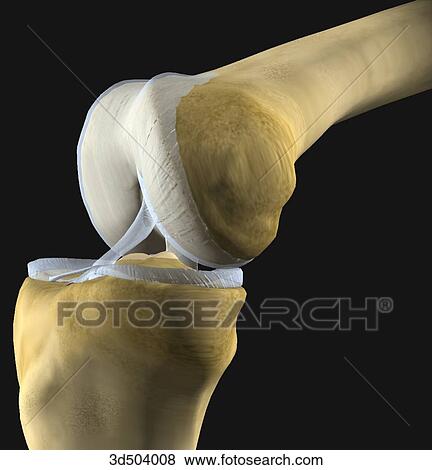 3 4 光景 の 曲げられた ひざ継手 提示 コンディル Menisci そして 靭帯 修道院次長 へ 膝 Arthroplasty イラスト 3d Fotosearch