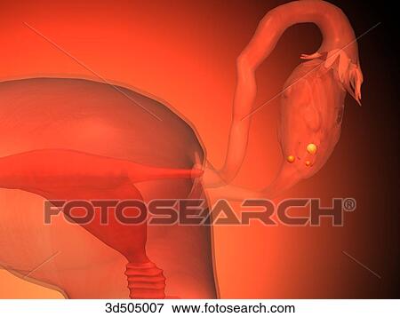 3/4 view close up of a uterine tube and ovary showing the formation of an egg. View Large Illustration Stock Illustration - 3/4 view close up of a uterine tube and ovary showing the formation of an egg.. Fotosearch