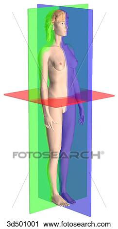 Clip Art - 3/4 view of adult woman with the median, coronal, and transverse planes demonstrated.. Fotosearch