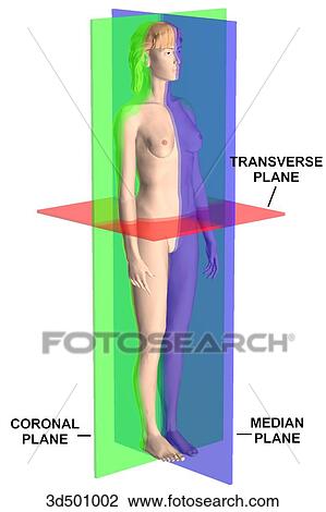 Drawing - 3/4 view of adult woman with the median, coronal, and transverse planes demonstrated and labeled.. Fotosearch