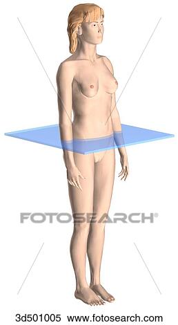 Stock Illustration - 3/4 view of adult woman with the transverse plane demonstrated.. Fotosearch