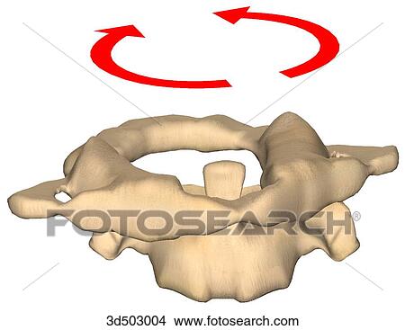 3/4 view of the atlas and axis, demonstrating the movement of an atlantoaxial joint. View Large Illustration Stock Illustration - 3/4 view of the atlas and axis, demonstrating the movement of an atlantoaxial joint.. Fotosearch