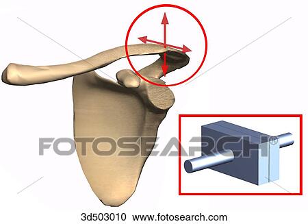 A plane joint represented by the clavicle and acromion junction of the scapula as well as with a schematic representation. View Large Illustration Clipart - A plane joint represented by the clavicle and acromion junction of the scapula as well as with a schematic representation.. Fotosearch