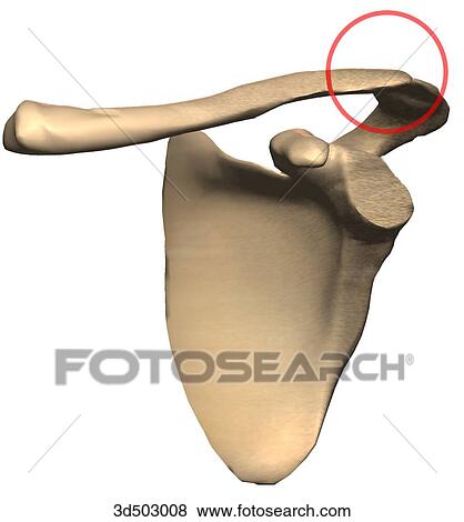 Stock Illustration - A plane joint seen between the lateral (distal) end of the clavicle and the acromion of the scapula.. Fotosearch