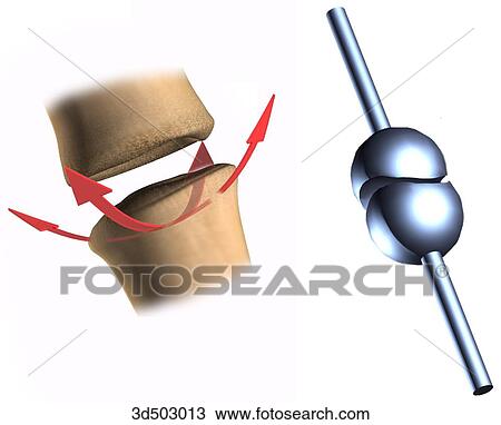 Drawing - A saddle joint represented by the junction between the first metacarpal and the trapezium of the thumb next to a schematic representation of the joint.. Fotosearch