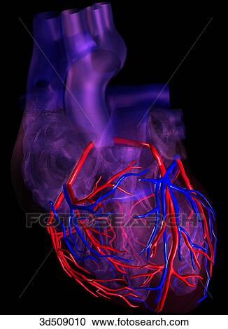 Clipart - Anterior view of a transparent heart highlighting the coronary vessels.. Fotosearch