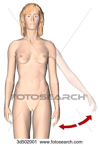 Anterior view of an adult female showing adduction and abduction of arm. View Large Illustration Clip Art - Anterior view of an adult female showing adduction and abduction of arm.. Fotosearch
