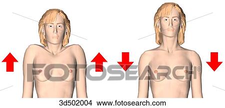 Anterior view of an adult woman elevating (left) and depressing (right) her shoulders. View Large Illustration Stock Illustration - Anterior view of an adult woman elevating (left) and depressing (right) her shoulders.. Fotosearch