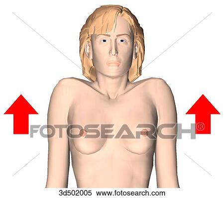 Stock Illustration - Anterior view of an adult woman elevating her shoulders.. Fotosearch