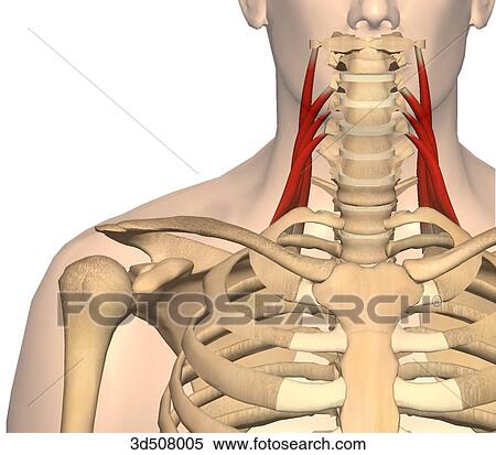 Anterior view of levator scapulae muscle with bony attachments. View Large Illustration Stock Illustration - Anterior view of levator scapulae muscle with bony attachments.. Fotosearch