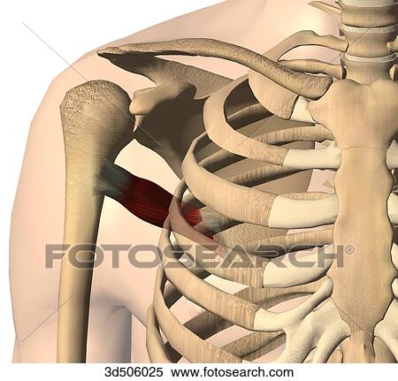Anterior view of teres major muscle with bony attachments. View Large Illustration Stock Illustration - Anterior view of teres major muscle with bony attachments.. Fotosearch