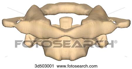 Anterior view of the atlas and axis, an atlantoaxial joint. View Large Illustration Clip Art - Anterior view of the atlas and axis, an atlantoaxial joint.. Fotosearch