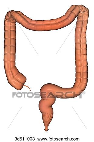Anterior view of the colon, rectum and appendix. Drawing ...
Rectum Drawing