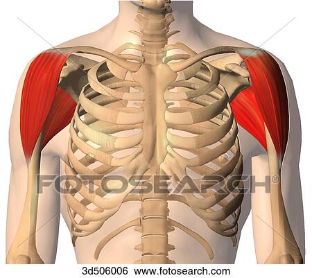 Stock Illustration - Anterior view of the deltoid muscle and bony attachments on seen on both sides of the body.. Fotosearch