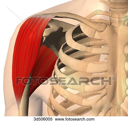 Anterior view of the deltoid muscle with bony attachments. View Large Illustration Stock Illustration - Anterior view of the deltoid muscle with bony attachments.. Fotosearch