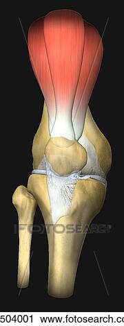 Clip Art - Anterior view of the left knee prior to knee arthroplasty.. Fotosearch