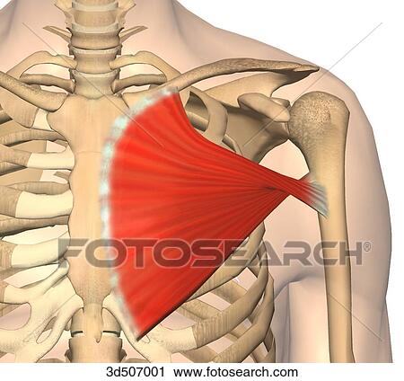 Anterior view of the pectoralis muscle with its bony attachments. View Large Illustration Clip Art - Anterior view of the pectoralis muscle with its bony attachments.. Fotosearch