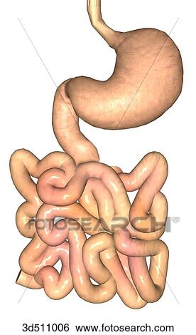 Anterior view of the stomach, distal esophagus, duodenum and small intestine. View Large Illustration Stock Illustration - Anterior view of the stomach, distal esophagus, duodenum and small intestine.. Fotosearch