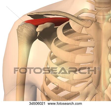 Anterior view of the supraspinatus muscle and its bony attachments. View Large Illustration Clip Art - Anterior view of the supraspinatus muscle and its bony attachments.. Fotosearch