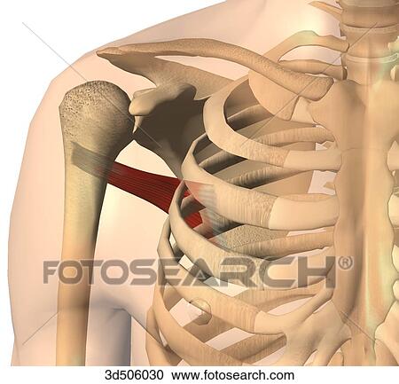 Anterior view of the teres minor muscle with bony attachments. View Large Illustration Clipart - Anterior view of the teres minor muscle with bony attachments.. Fotosearch