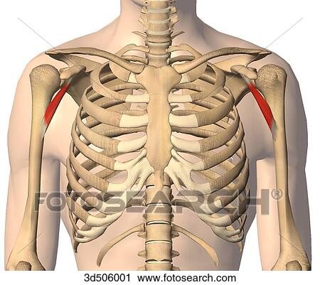 Anterior view of the thorax showing both coracobrachialis muscles and their bony attachments. View Large Illustration Clip Art - Anterior view of the thorax showing both coracobrachialis muscles and their bony attachments.. Fotosearch