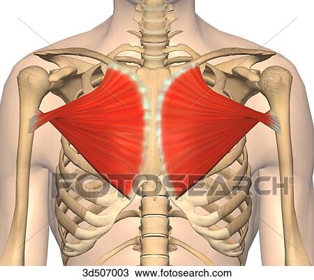Anterior view of the thorax showing both pectoralis muscles with bony attachments. View Large Illustration Drawing - Anterior view of the thorax showing both pectoralis muscles with bony attachments.. Fotosearch