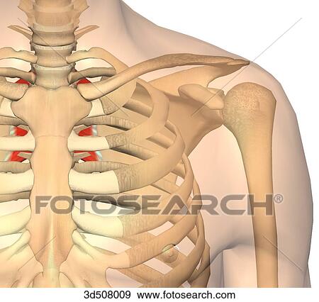 Stock Illustration - Anterior view of the thorax showing rhomboid muscles and their bony attachments.. Fotosearch