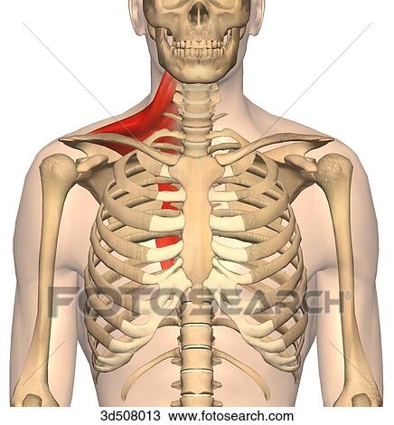 Drawing - Anterior view of trapezius muscle with bony attachments.. Fotosearch